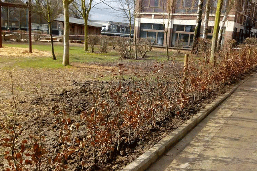 06 Dodemont Garden Anlage Buchenhecke