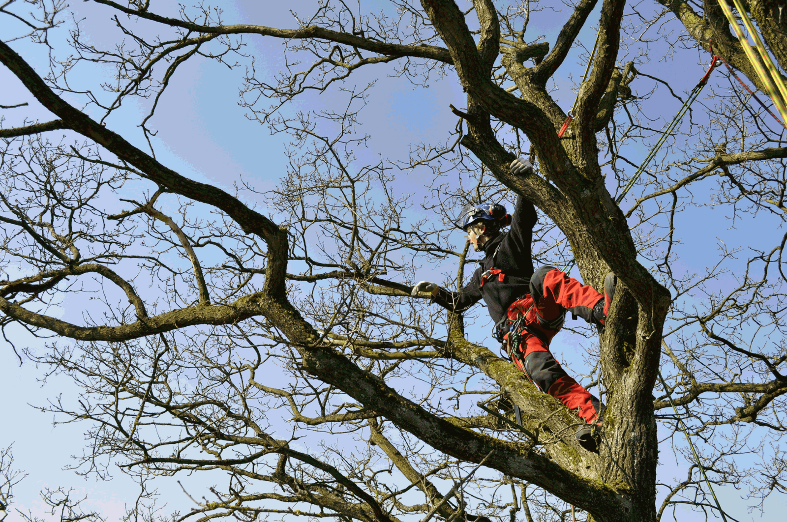 01 Imbaum Baumpflege und Gartenpflege 4 1600x1062